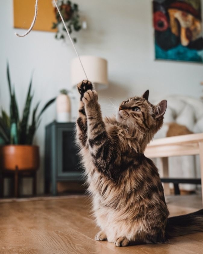 Изображение с сайта https://pin.it/1QpDTLs0H