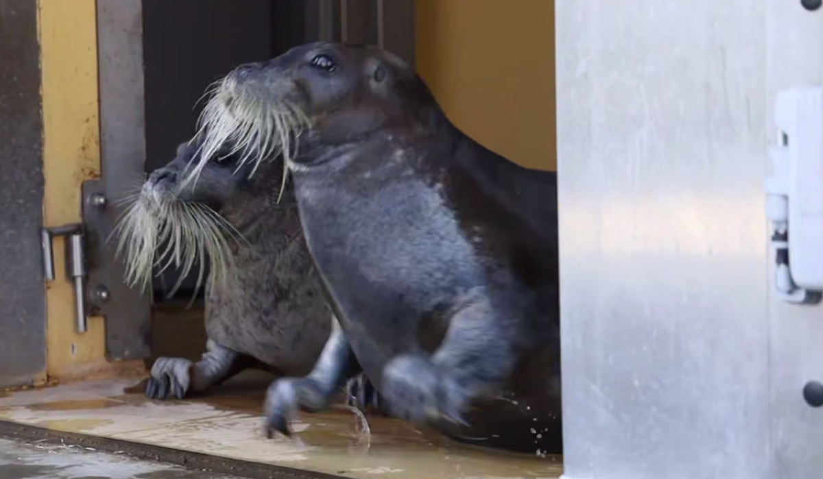     Макс и Чарли. Источник: t.me/svetlanaakulova1 Автор фото: Скриншот видео