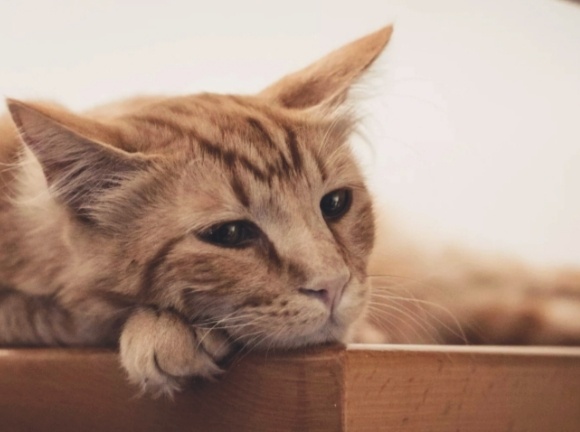 Что будет, если не лечить кошку от глистов