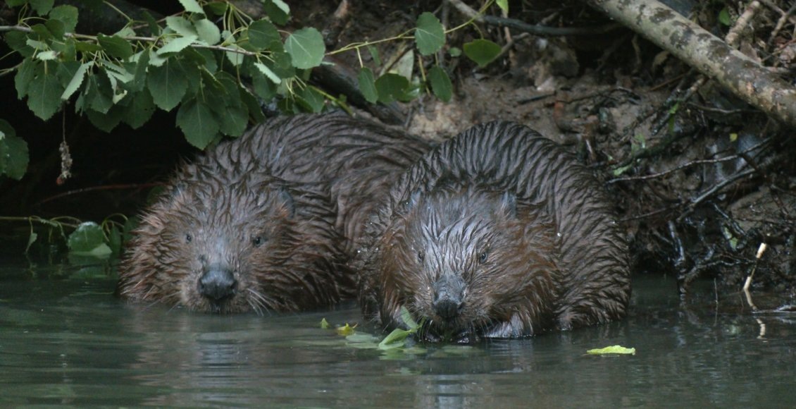    Фото: vk.com/kazdoytvaripopare