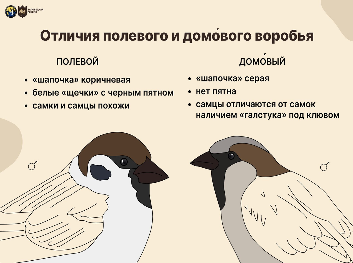 Различия между полевыми и домовыми воробьями. Источник: скриншот сайта заповедника «Нургуш»
