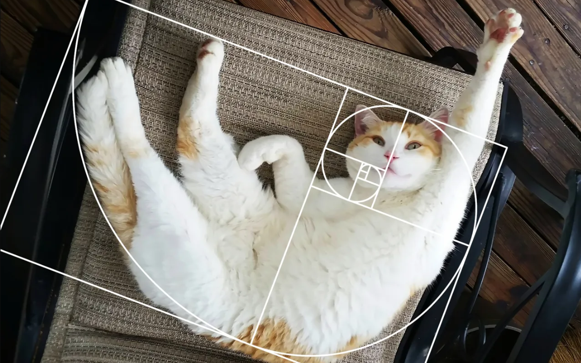 U/thecheat420/Reddit📷Золотое сечение на примере изображения кошки