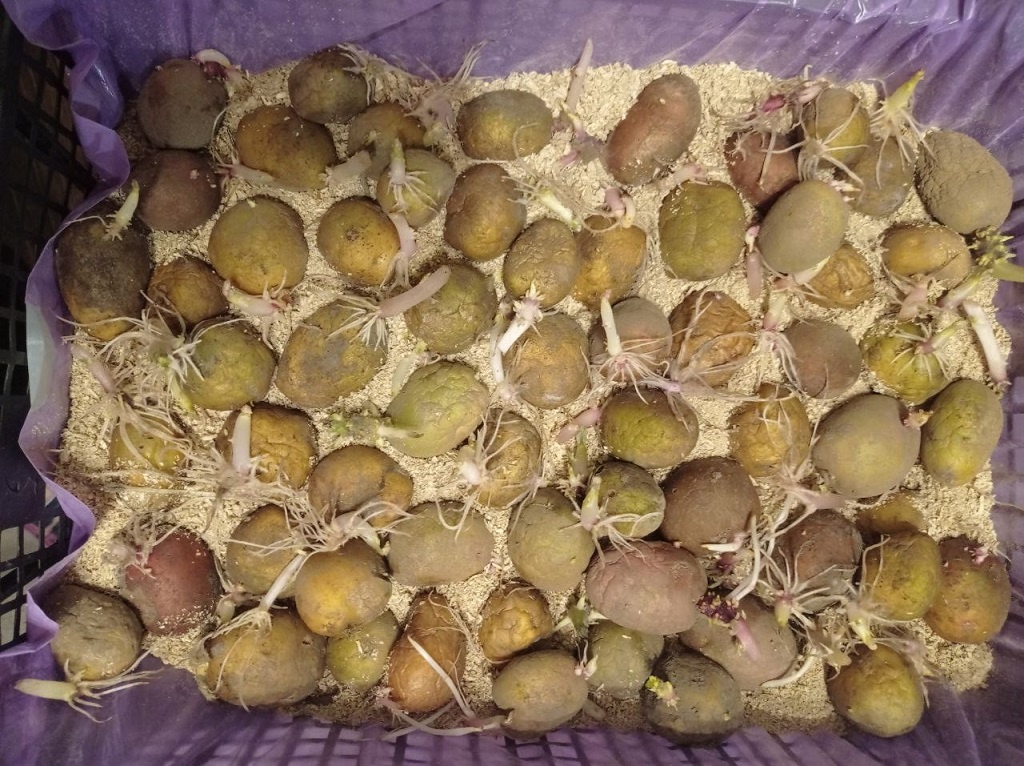 "Своя" картошка решила прорасти раньше времени. В прошлые выходные я обрезала ростки до 2-3 см, уложила в ящик с опилками, слегка увлажнила и оставила в прохладном месте. 