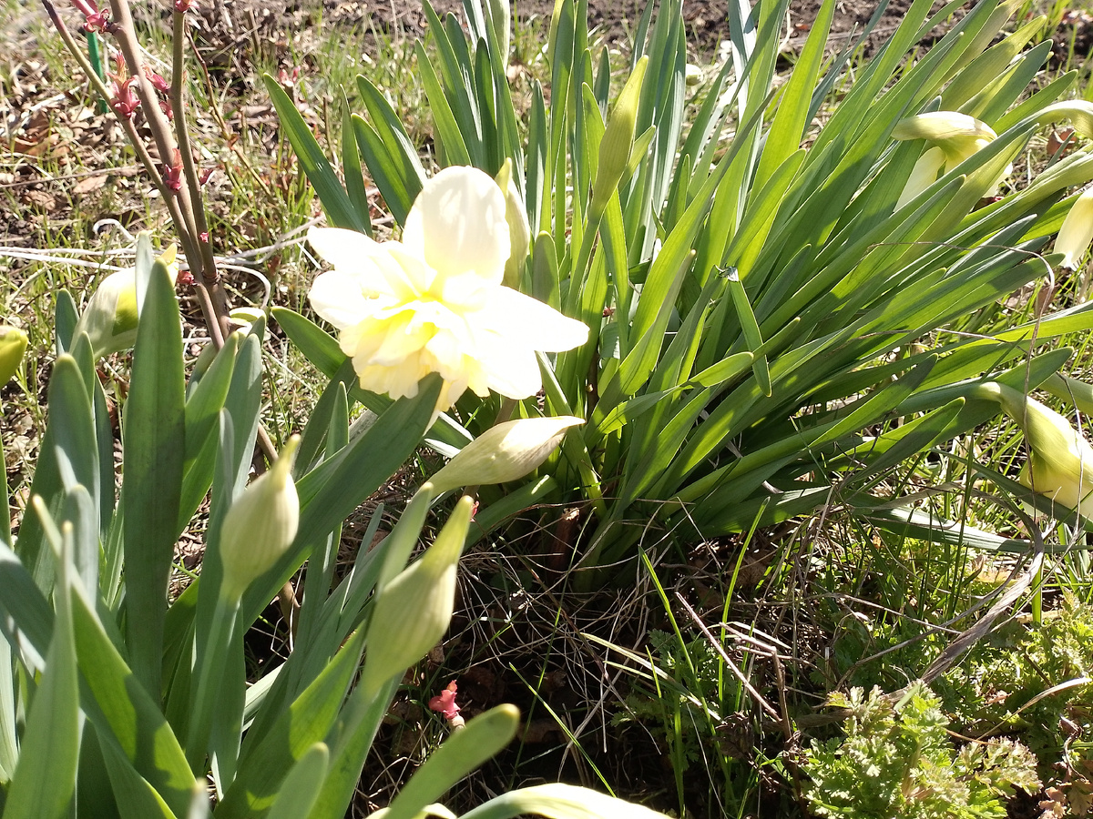 Нарциссы роспускаются.