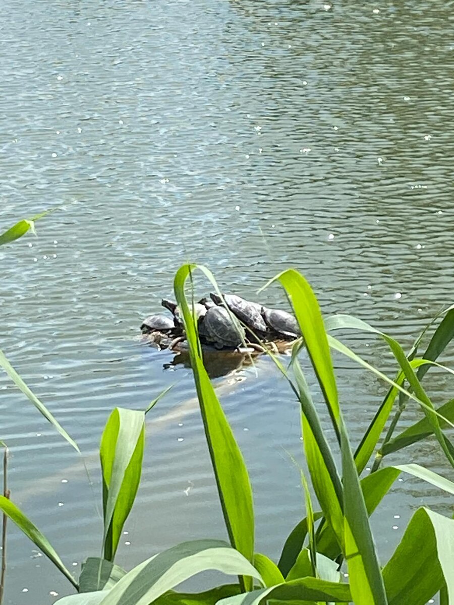 Красноухие черепахи прогревают панцири на безопасном островке 