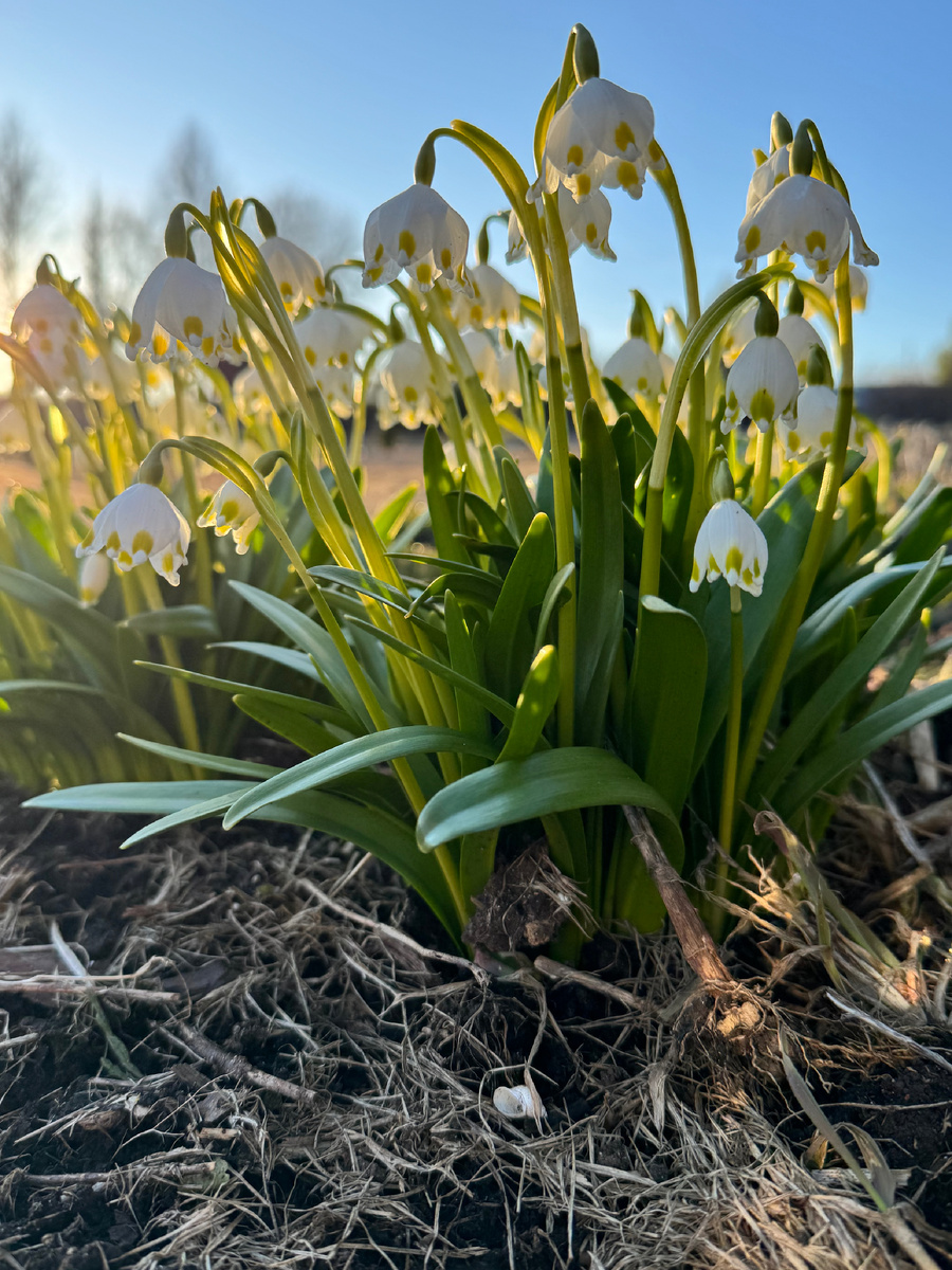 Белоцветники до неба)