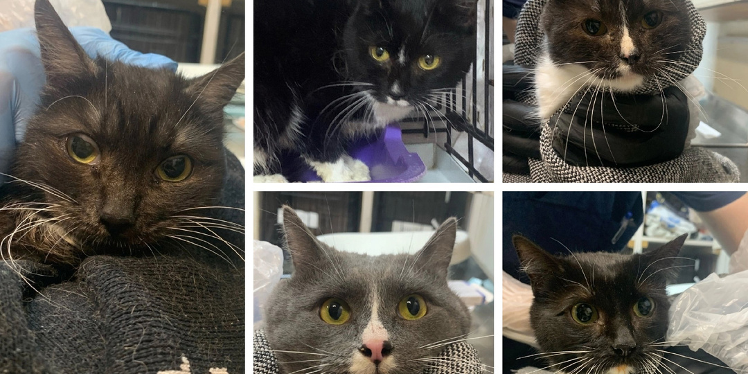 Жили в аду. Спасённые из переполненной квартиры!