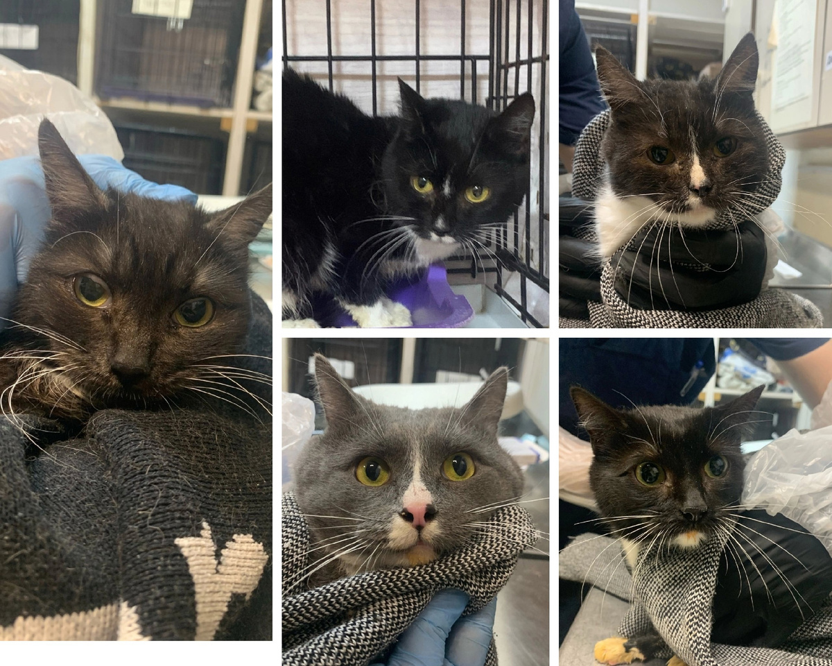 Краюшка, Линеечка, Акрилла, Ручеёк, Светопуля