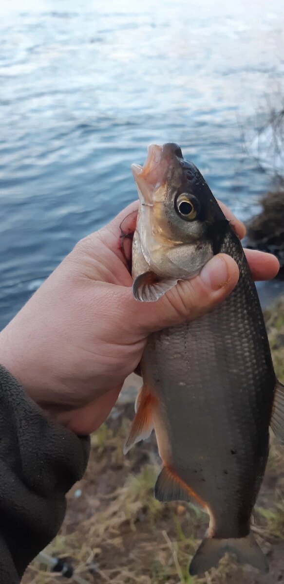 Первая сыртина, клюнула когда рассвело