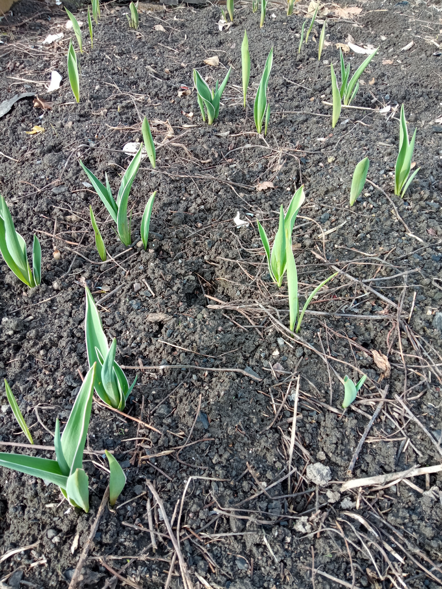 Осенью сажала больше, или вымокли или вымерзли 