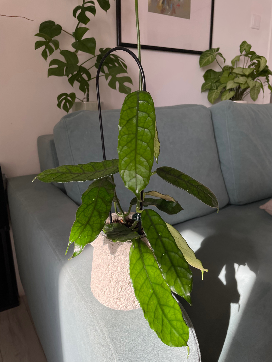 Хойя Виллоза