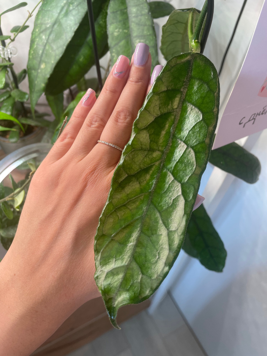 Хойя Виллоза