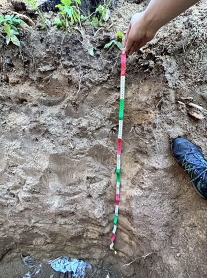 Почвенный разрез