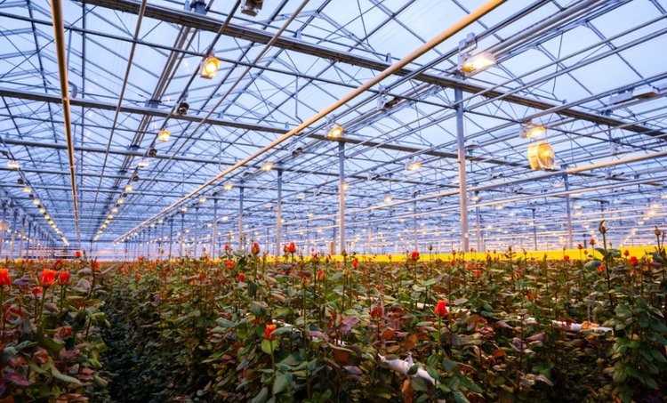    Способ производства самых крупных цветов розы знают в «Подосинках»