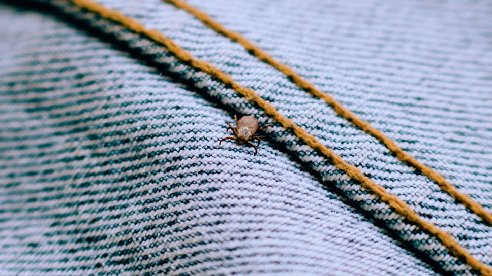 Фото: Мария Бакланова / Коммерсантъ