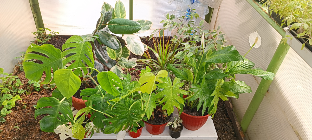 Коллекция экзотических растений (Монстера, Филодендрон, Фикусы , Драцена, Спатифиллум «Женское счастье», Замиокулькас «Долларовое дерево»).