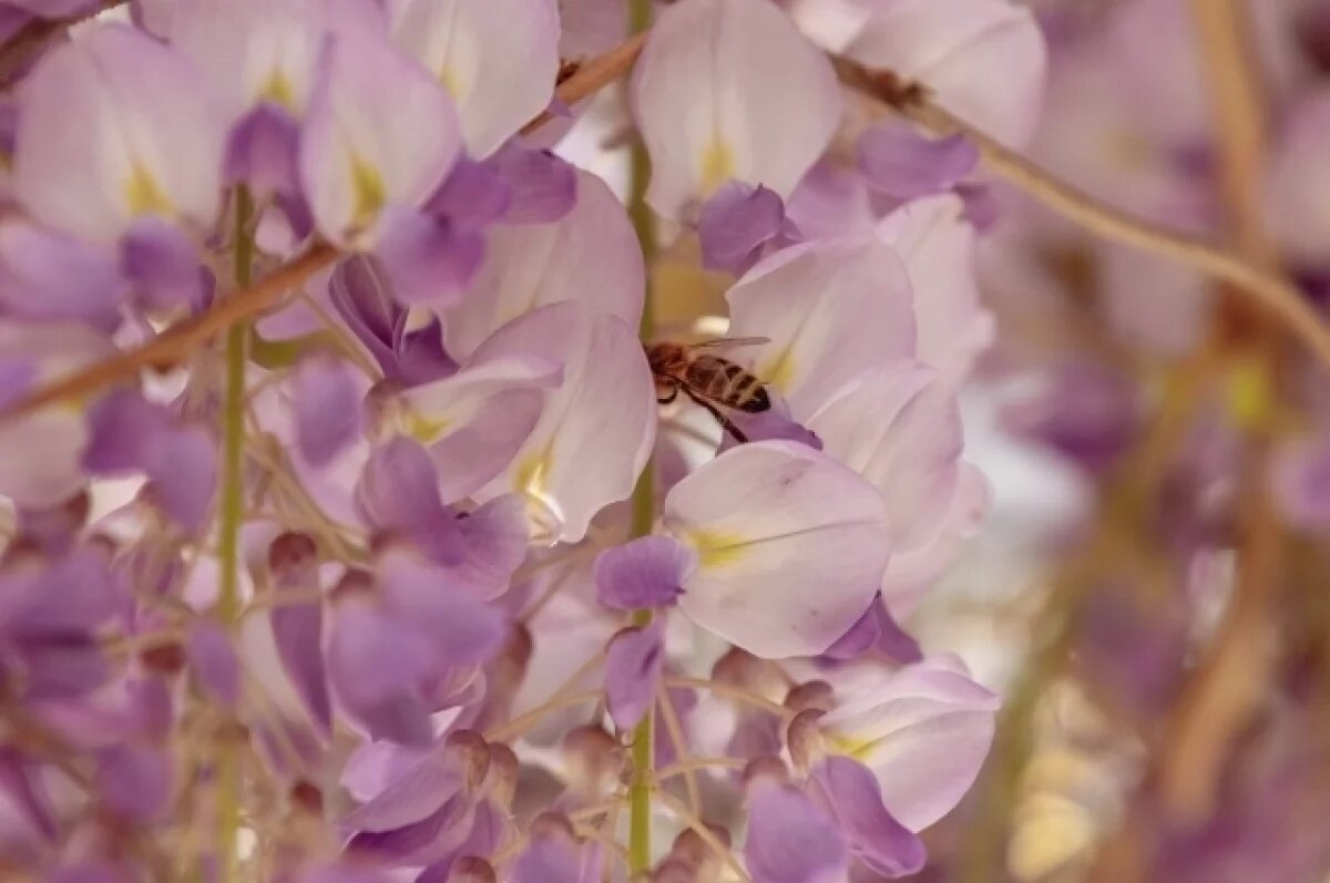    В Крыму разработали маршрут в формате квеста по цветущим локациям