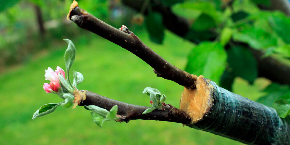 Правильная прививка дерева