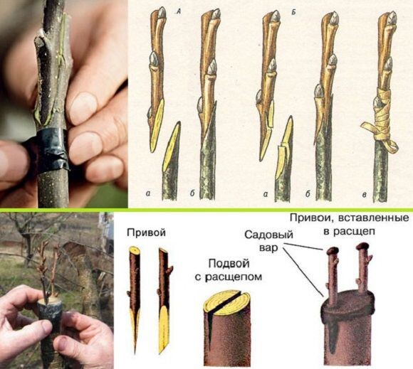 Способы прививки деревьев