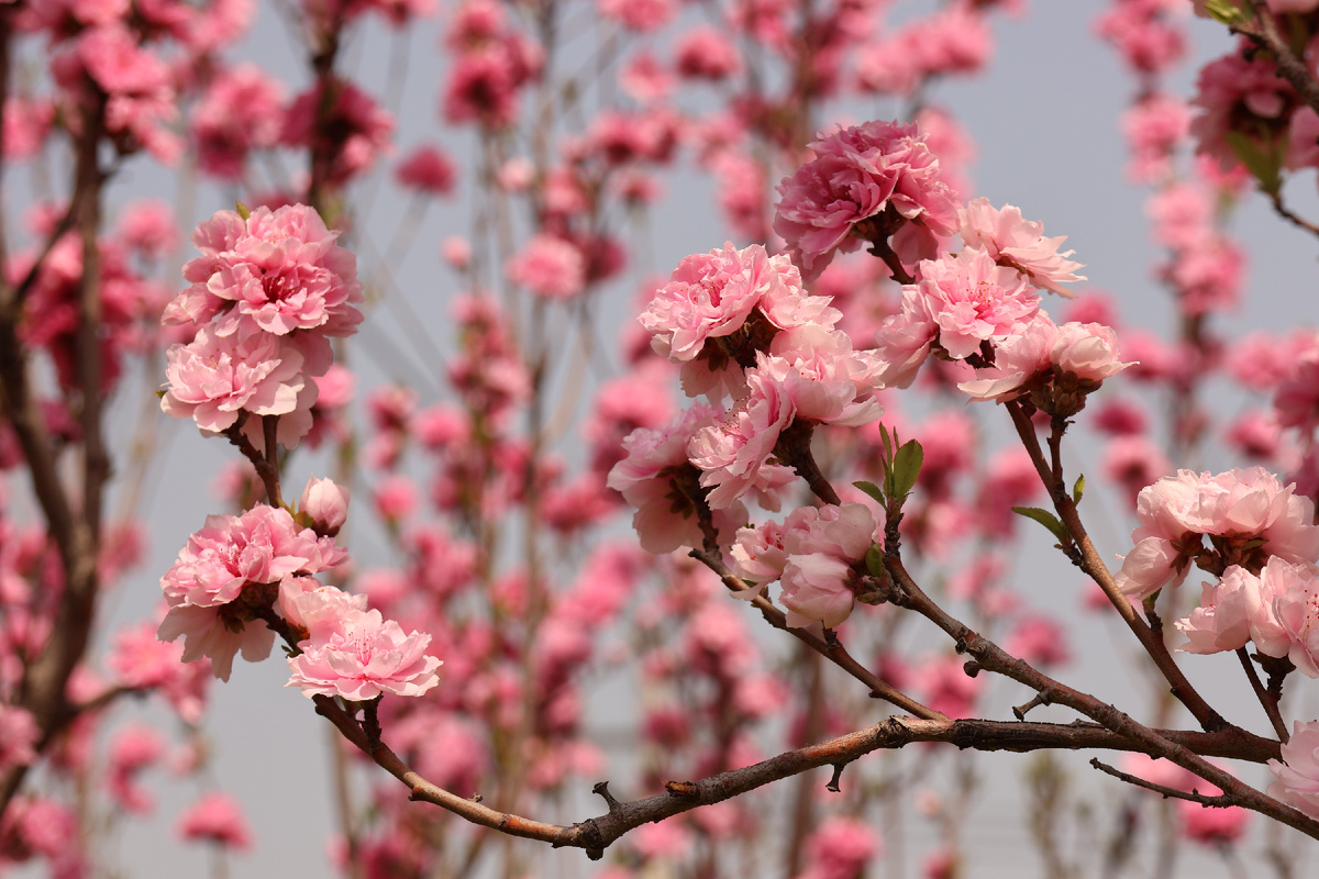 Невероятный розовый! Листайте галерею