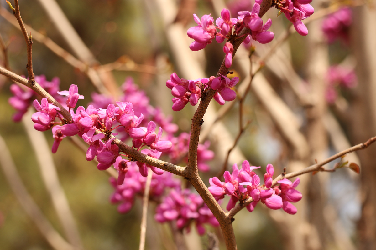 Знаете, что это за растение?