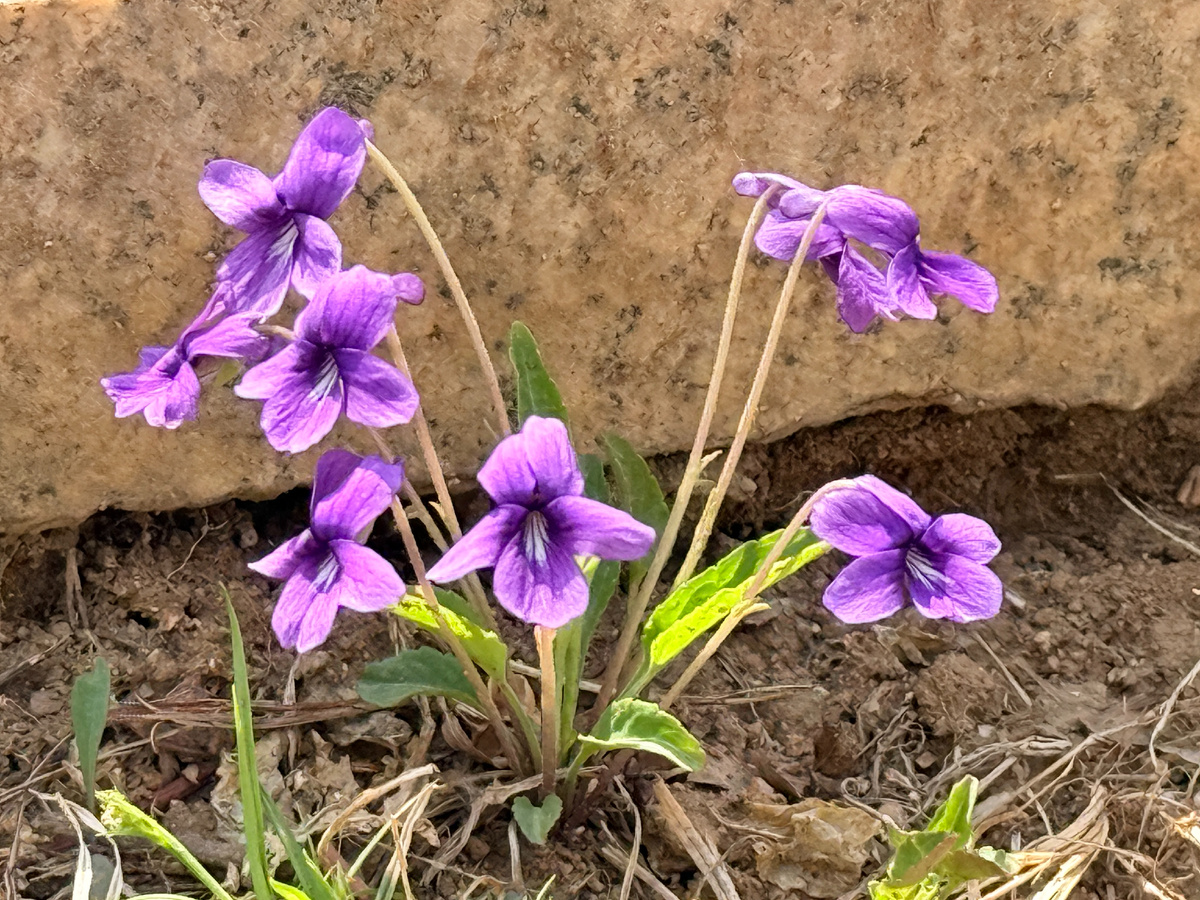 Фиалку отыщу и вспомню о Москве