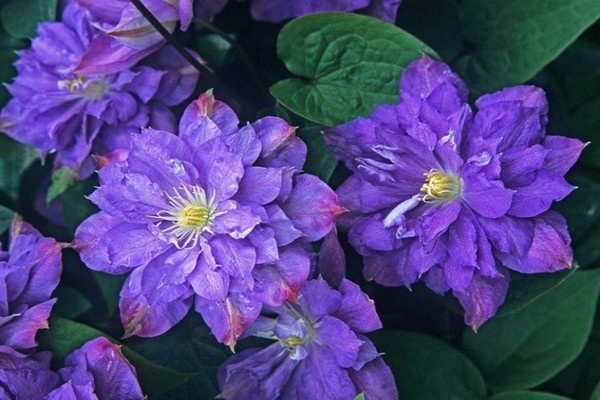 Blue Explosion или Голубой взрыв