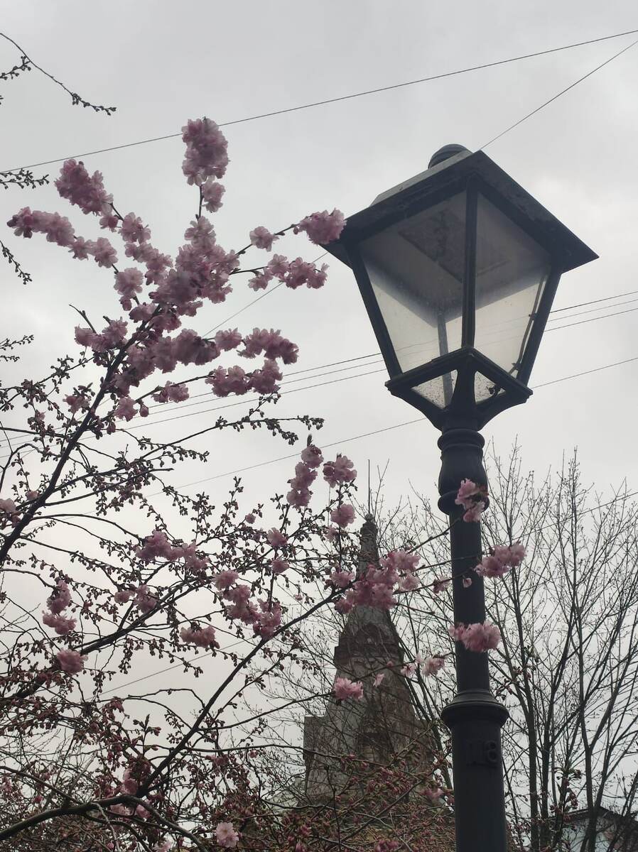 Сад дружбы в Санкт-Петербурге - Китайский сад