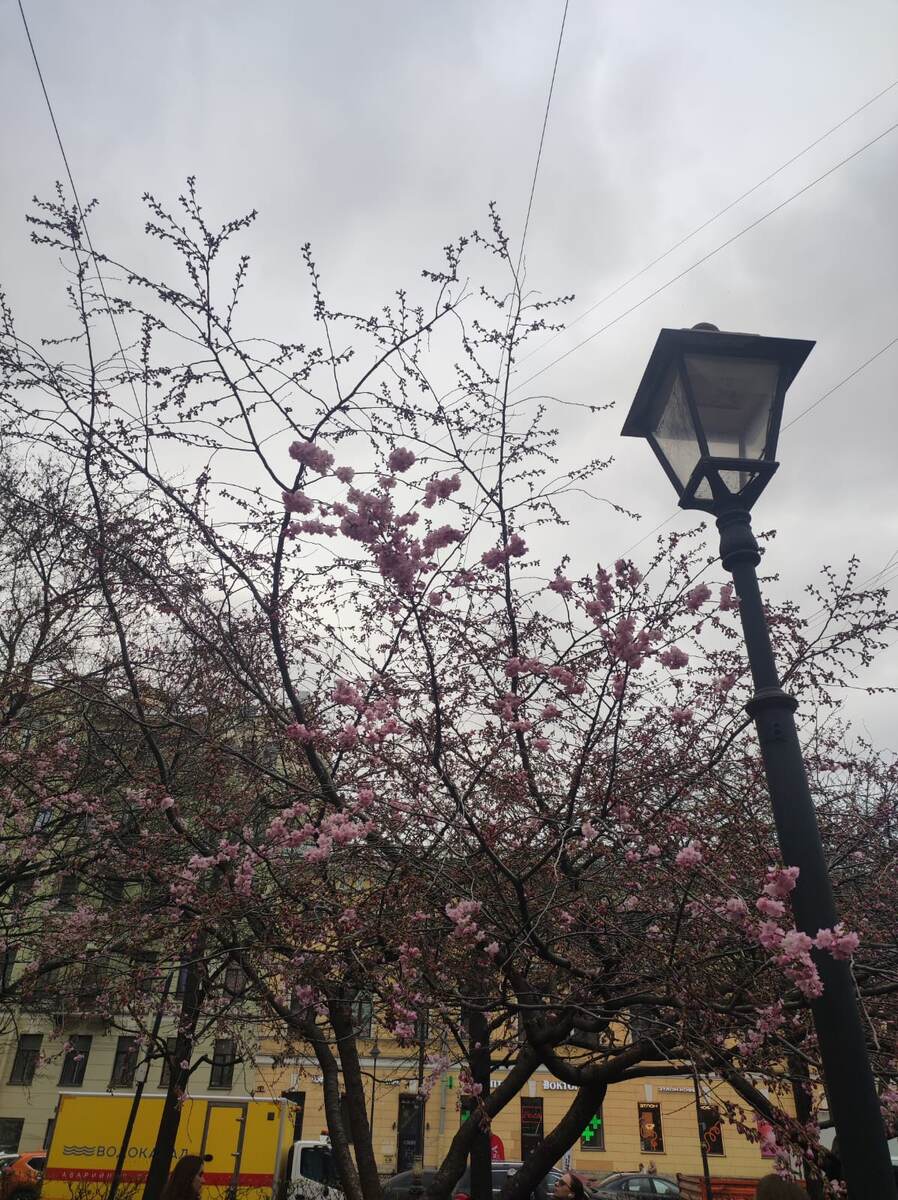 Открыт в мае 2003 года в честь трехсотлетия города как подарок от Шанхая, города-побратима Санкт-Петербурга. 