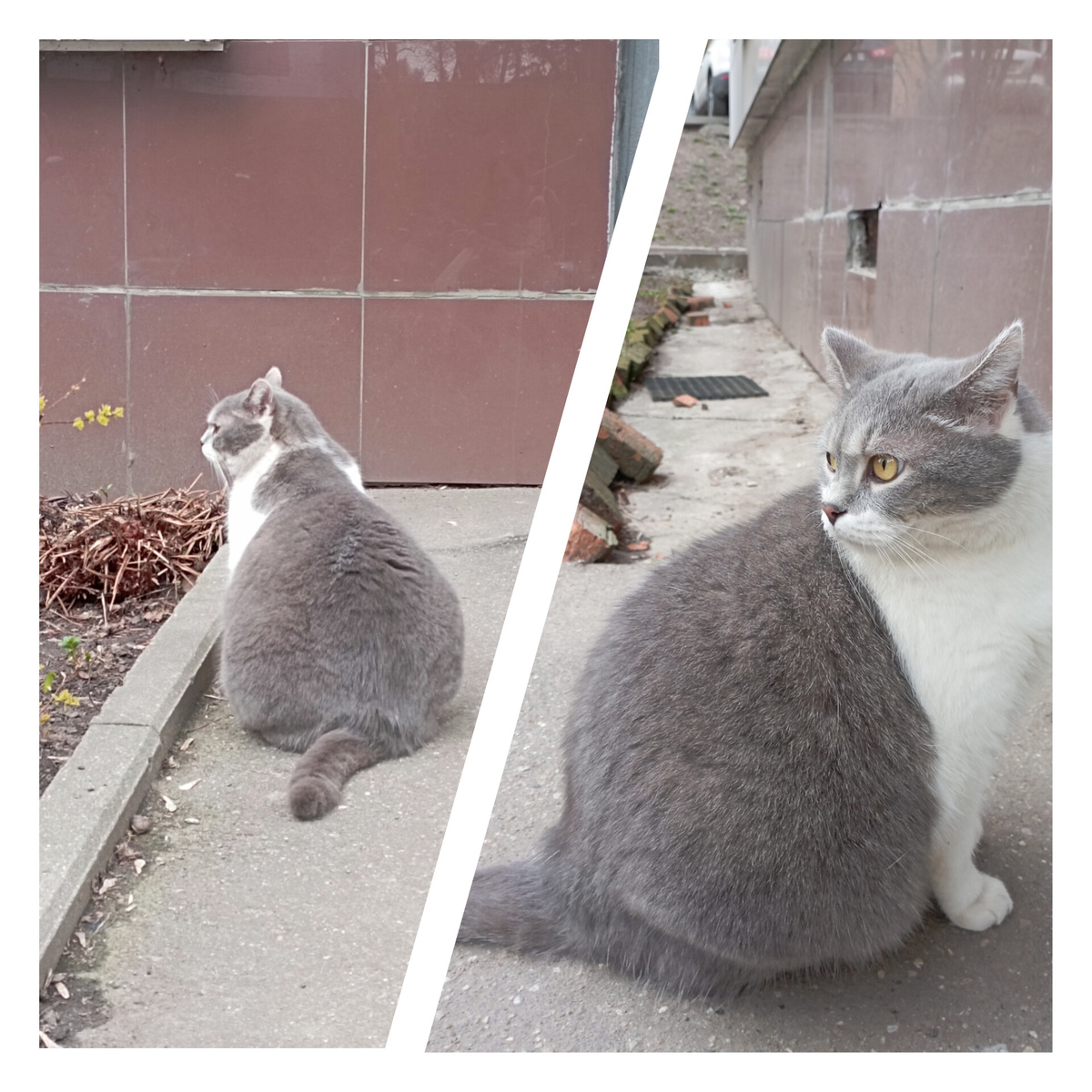 Кошачьим то тоже вреден лишний вес. Но хорош котяра - холеный) 