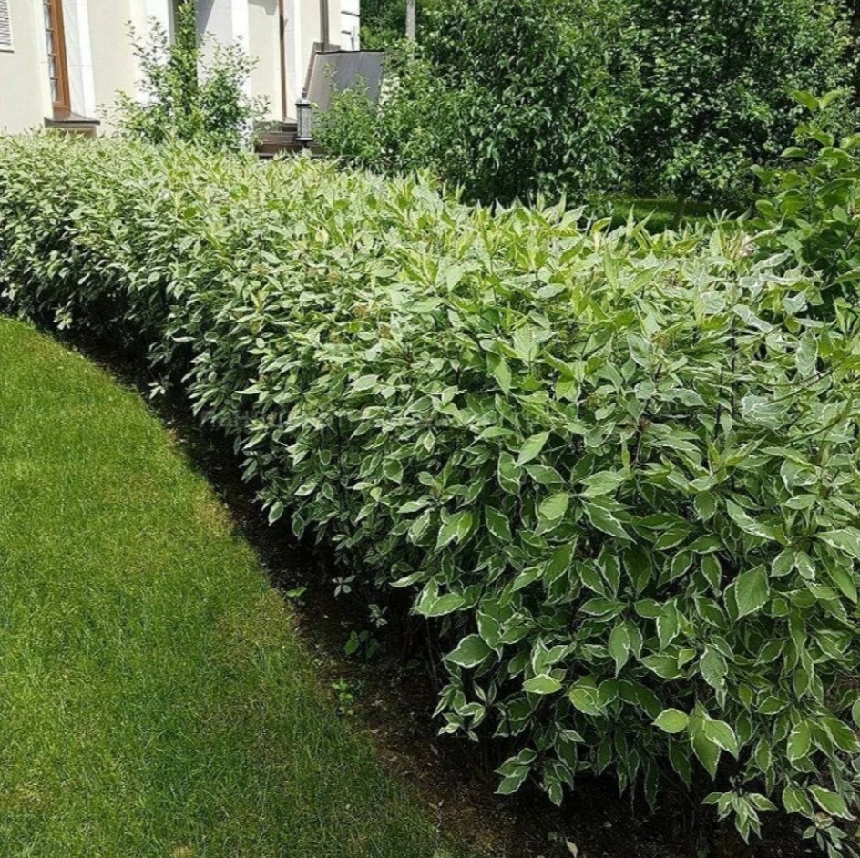 Фото из открытых источников.