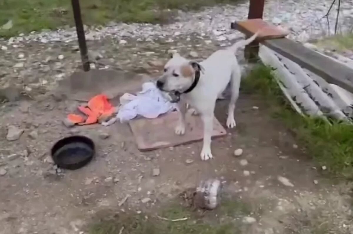    В СНТ в Сочи, где хаски напали на школьника, появился пес опасной породы