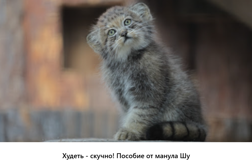 Прелестный котик, правда?