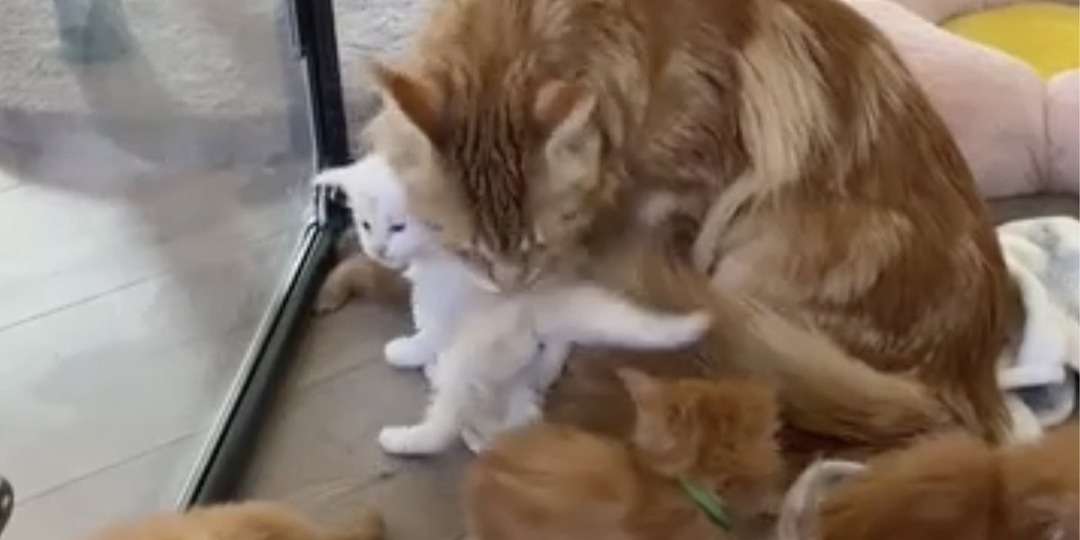 Подкидыш или нет: мейн-кун родила одного особенного котенка