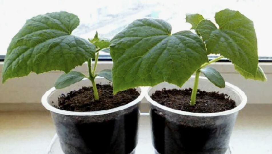 Как вырастить рассаду огурцов