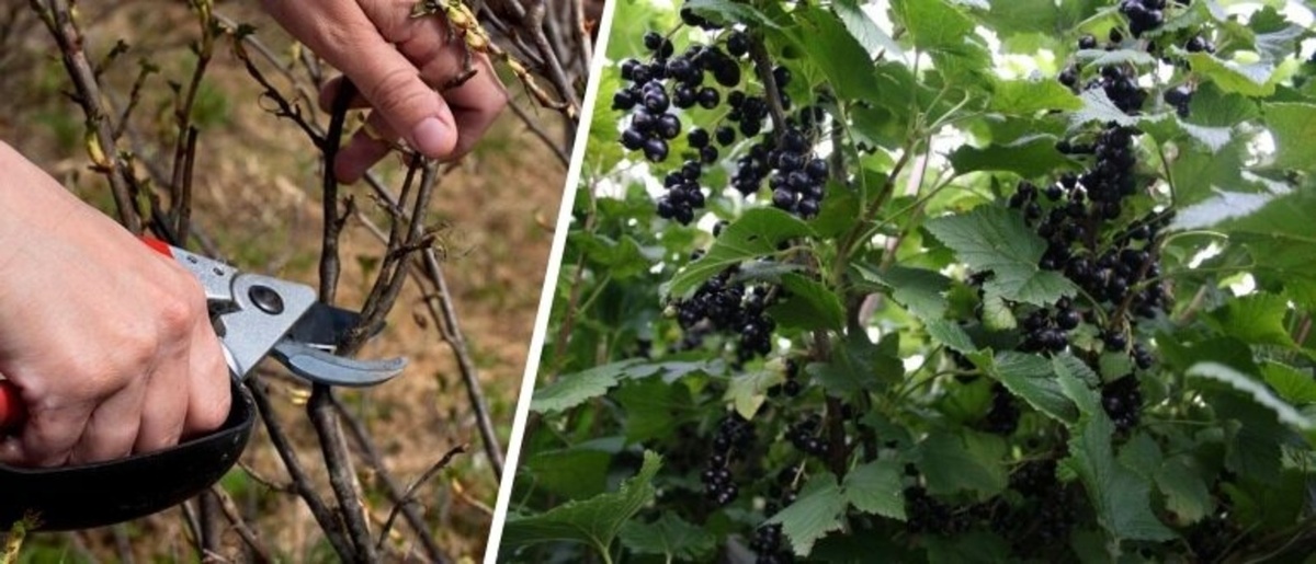 Обрезка смородины