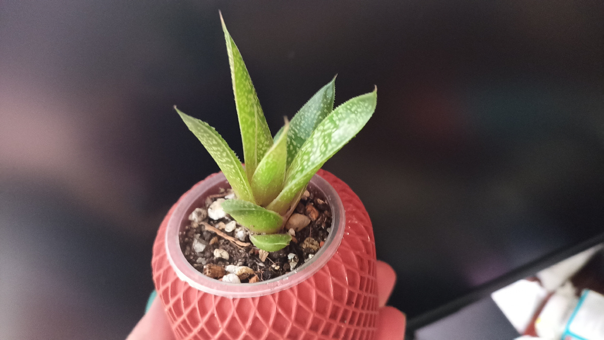 Вот такой малыш.