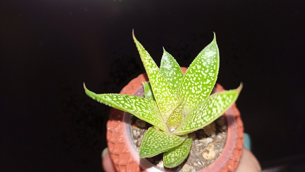 Вмя такая из себя важная, вся веснушками покрыта ☺