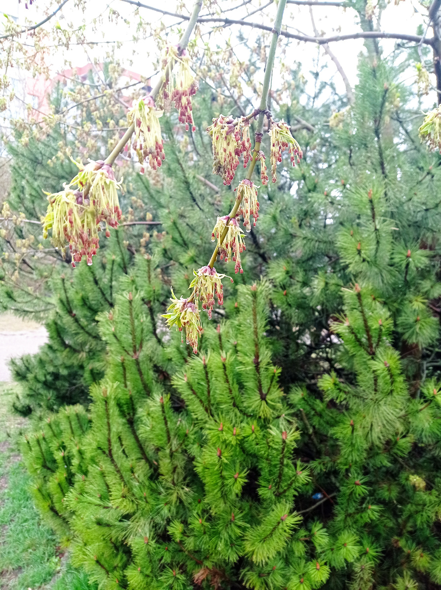 Иголочки тоже умытые и яркие. 