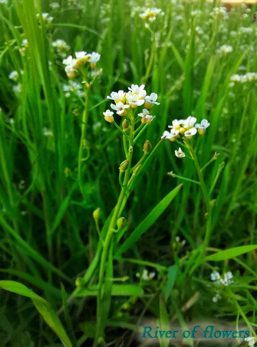 Пастушья сумка