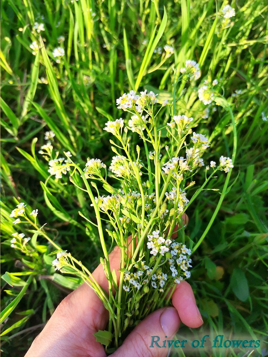 Пастушья сумка