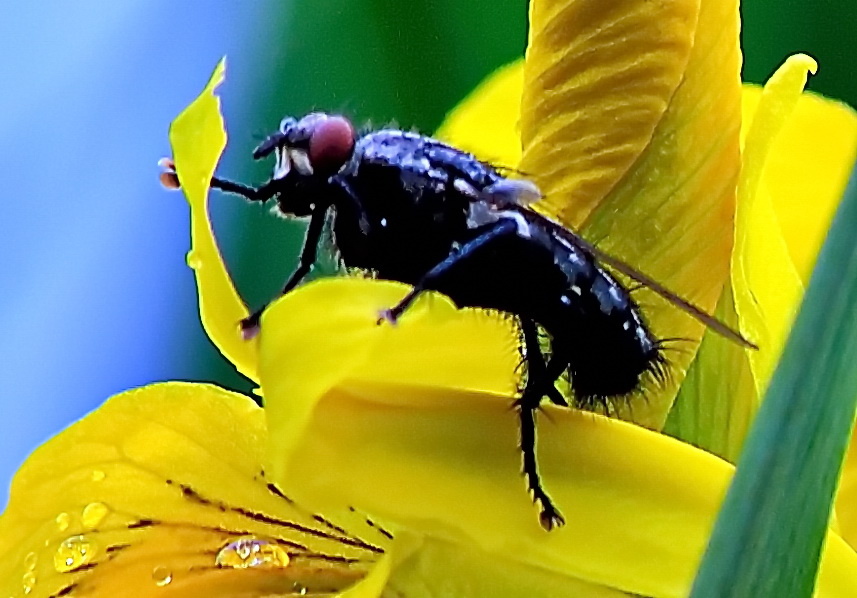 Фотография автора