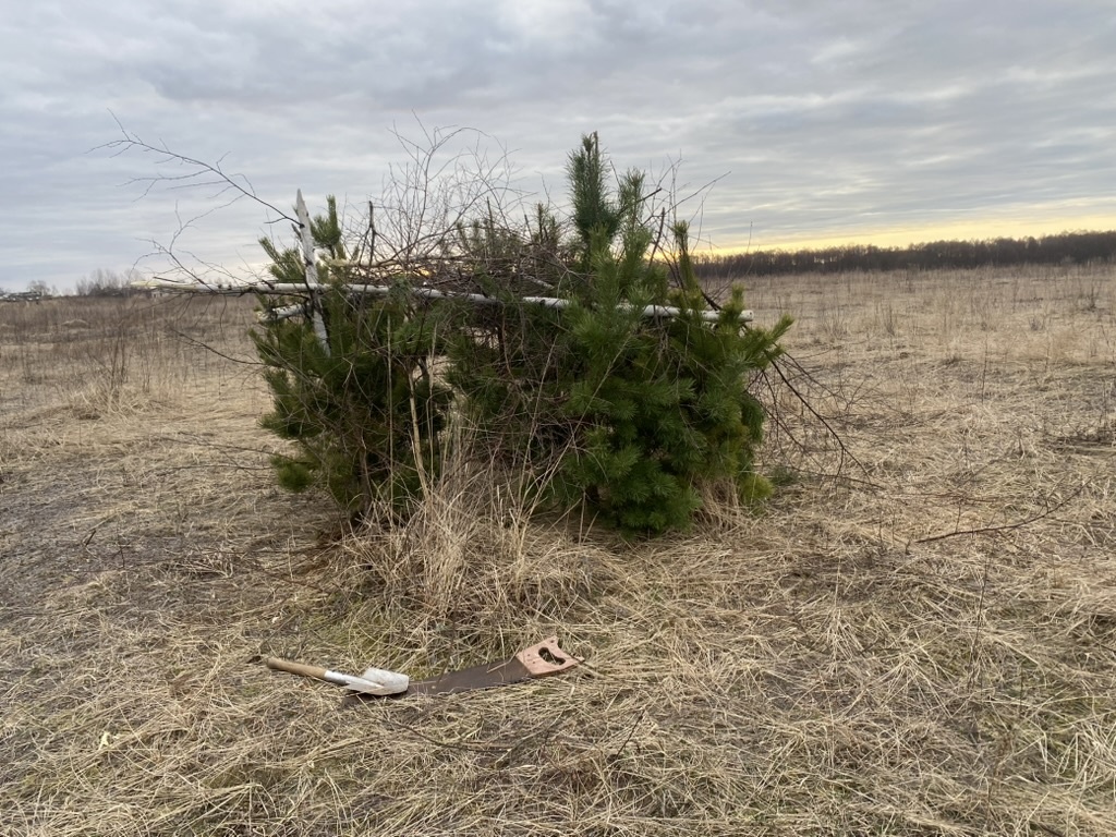 Шалаш с использованием растущих елей на поле