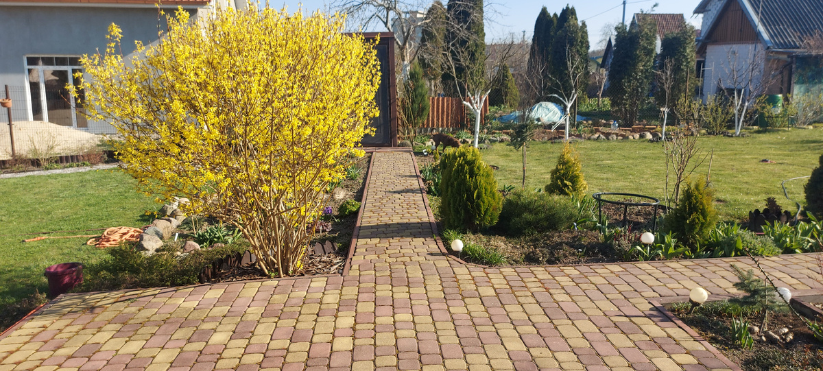 Форзиция. Апрель 2025 г.