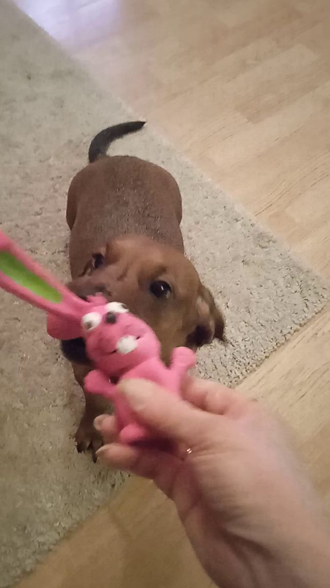 Наш резиновый заяц