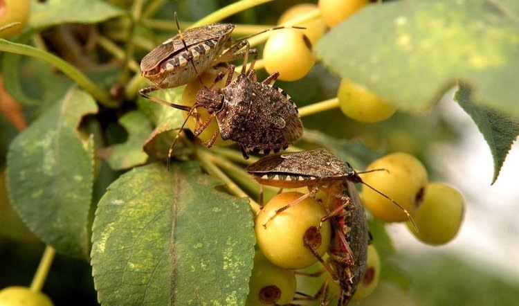    Ученые оценили воздействие остатков пестицидов на полезных паразитоидов коричнево-мраморного клопа