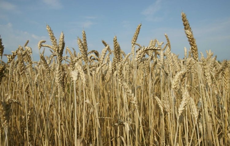    Московская область нарастила экспорт пшеницы с начала 2025 года