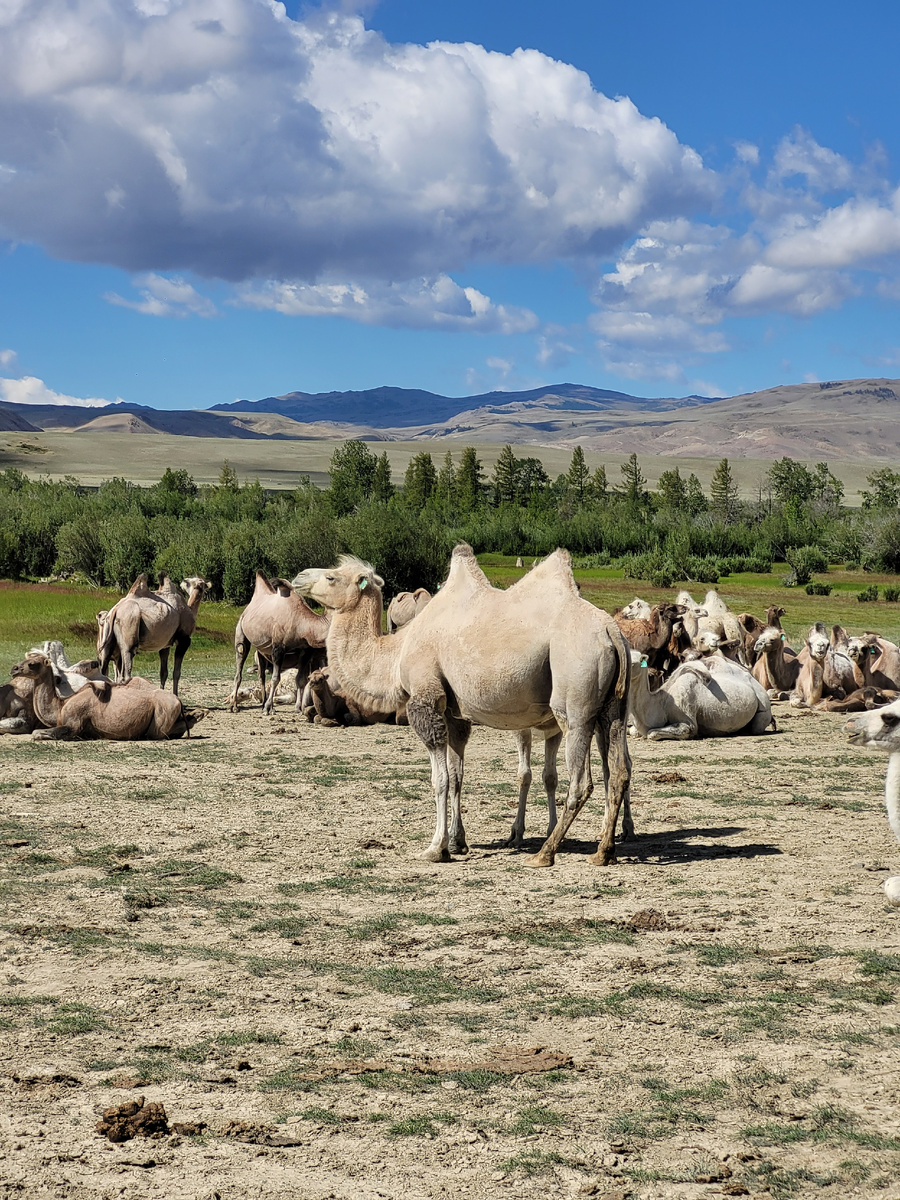 Авторские туры на Алтай Gladytour