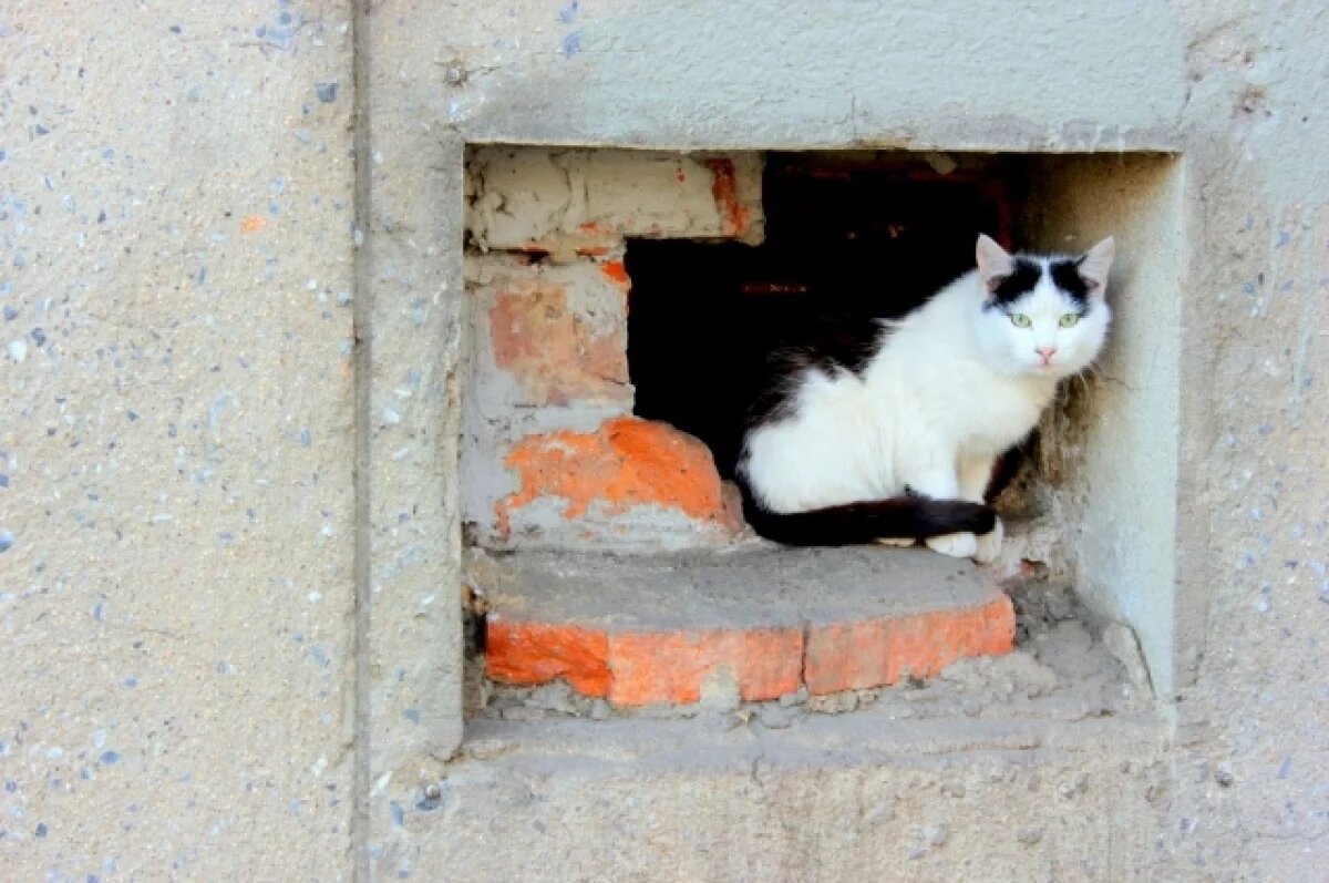    Во Владимирской области появятся пункты временного содержания животных