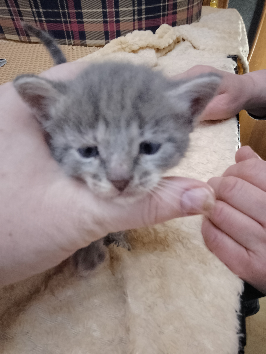 Иван-царевич